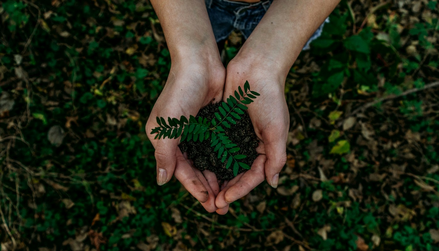 Hands gently holding a green fern above the forest floor